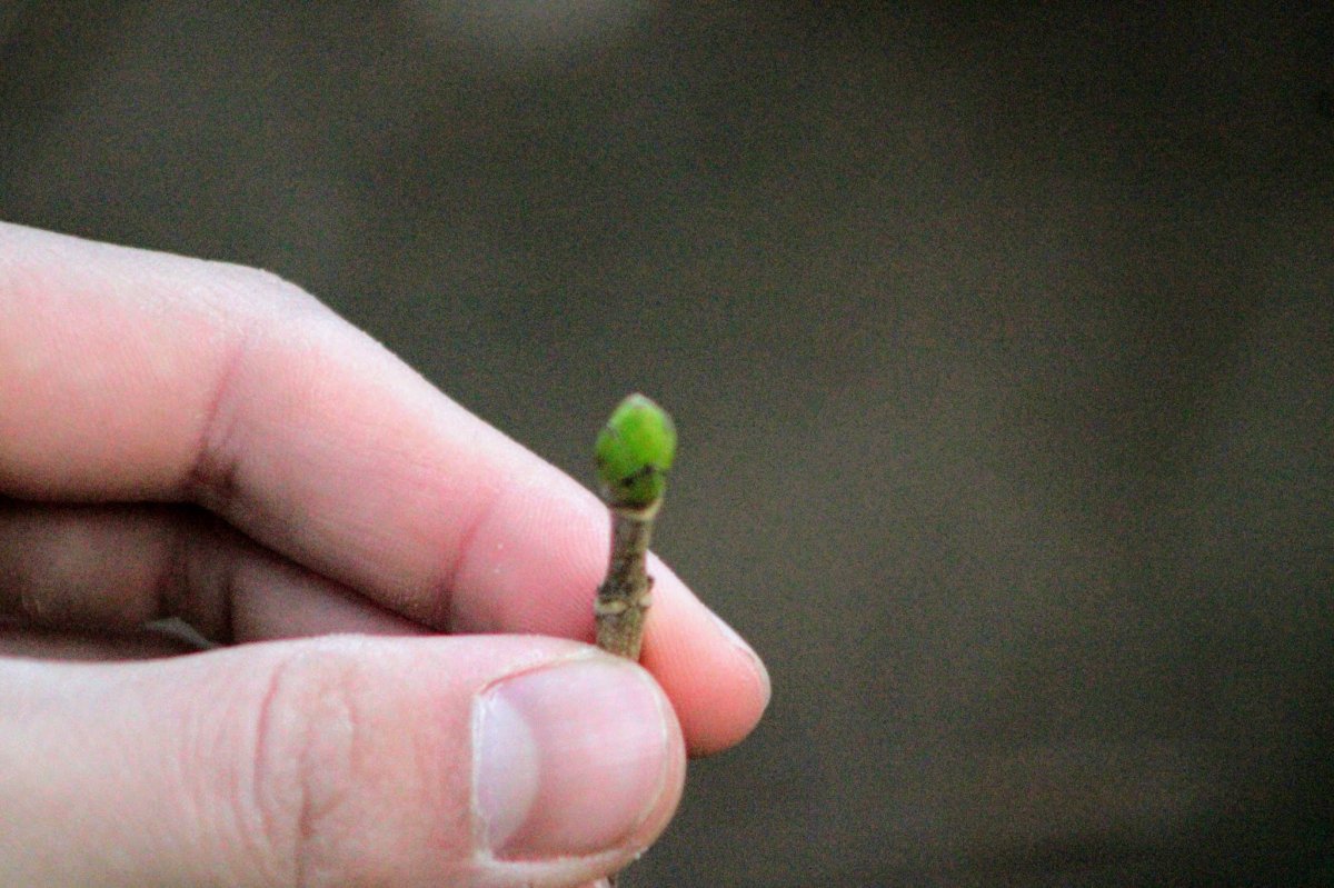 Hand, die einen kleinen Zweig mit einer grünen Knospe hält